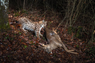 Illustration for article titled Nature's Candids: The Best Wildlife Camera-Trap Photography Of 2014